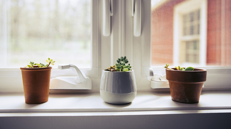 White window ledge with three potted plants