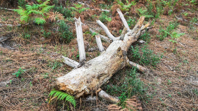 A fallen log with many branches lays on the forest floor, surrounded by ferns.