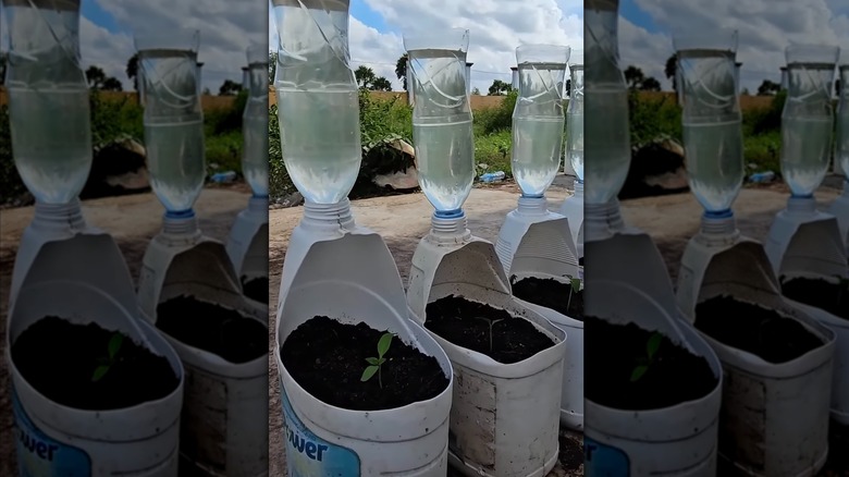 three detergent containers and water bottles acting as planters