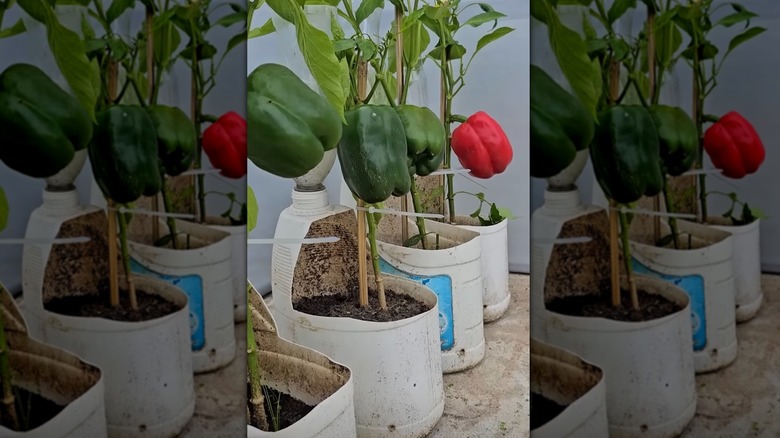 mature bell pepper plants growing out of plastic detergent bottles