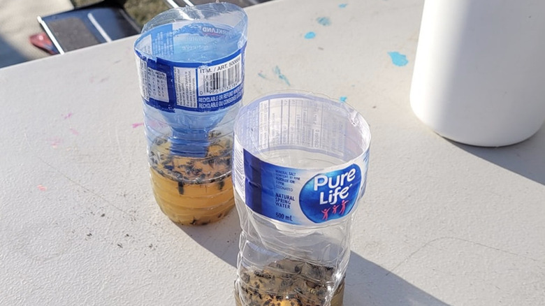 Two DIY bug traps made out of water bottles