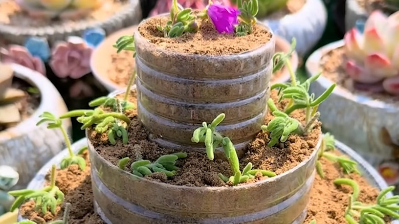 A DIY succulent planter with tiers made from plastic bottles of various sizes.