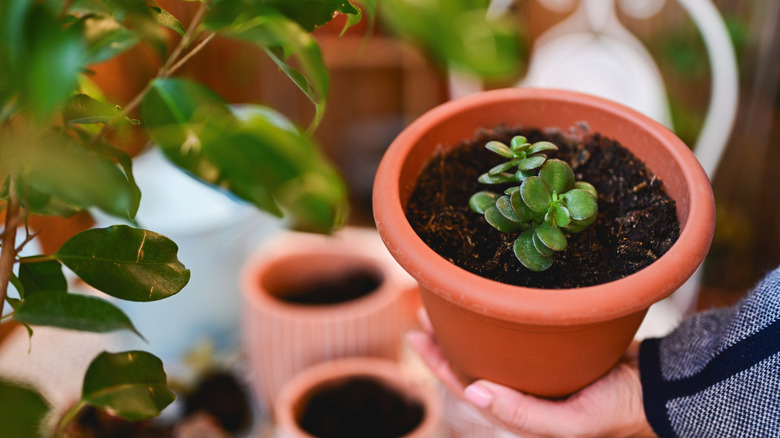 A woman holds a potted succulent in one hand above a table covered in more soil-filled planters.