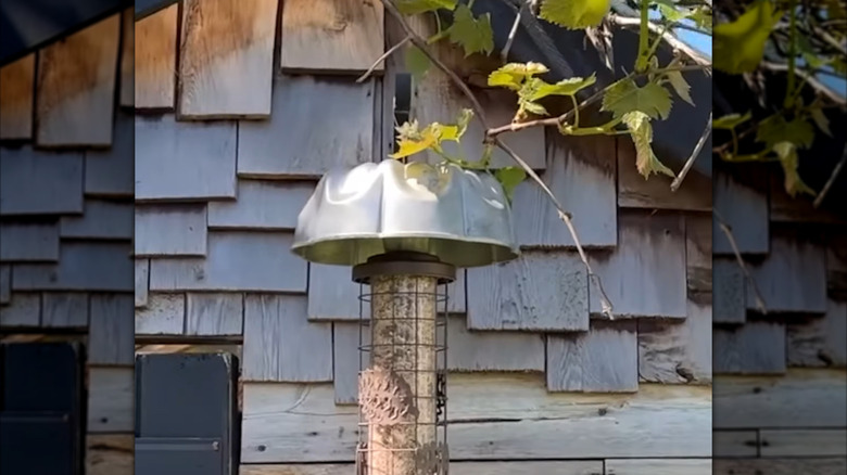 A bundt pan bird feeder cover being used outside of a home