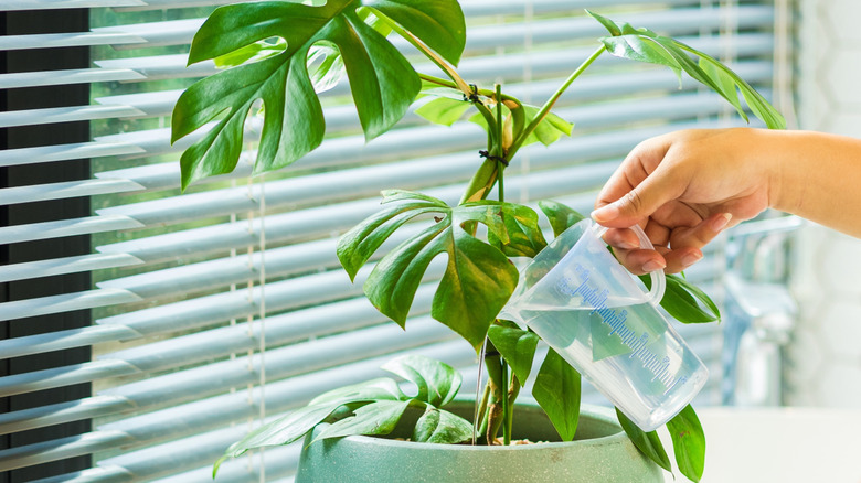 A person waters a monstera plant growing in a green ceramic planter on a windowsill.