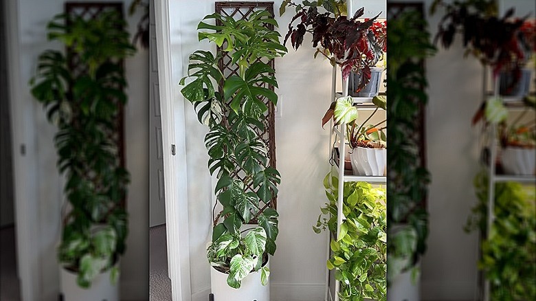 A large monstera plant growing on a trellis against an interior wall with more plants on shelves nearby.