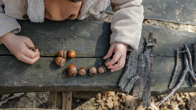 Person laying out collected acorns on a wood plank