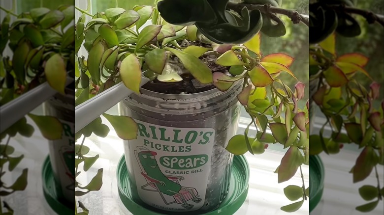 A DIY pickle jar planter with a Hoya plant inside