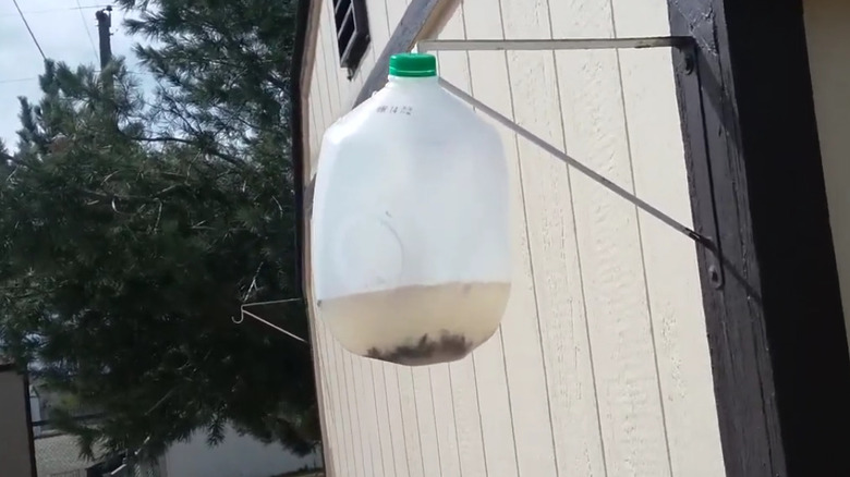 A homemade fly trap made from a milk jug