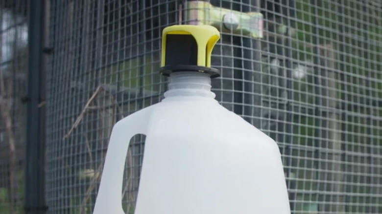 A fly trap made from a plastic milk bottle with specialty cap set up on the ground in a garden.