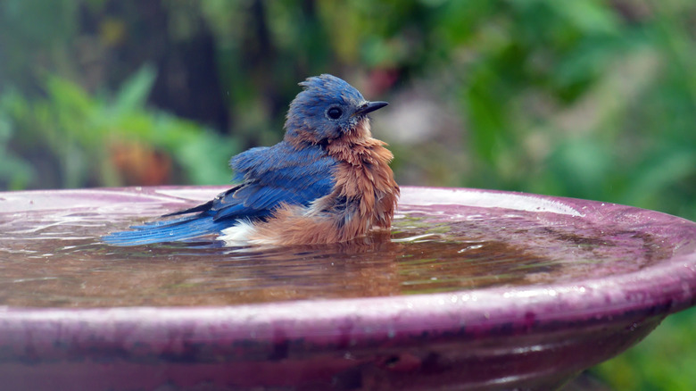 bird sitting in bath