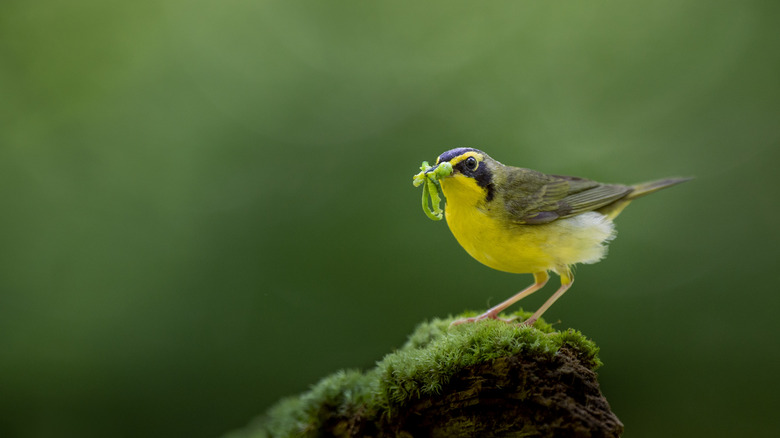 warbler eating a worm