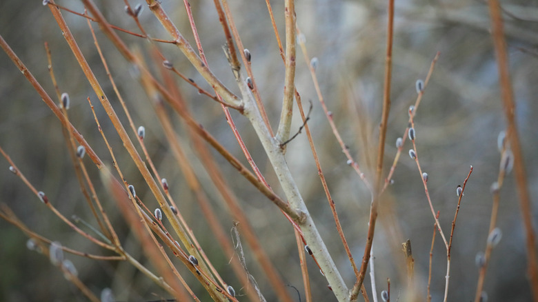 Branches on a tree in winter
