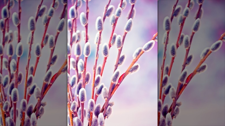 Pussy willows branches in a vase