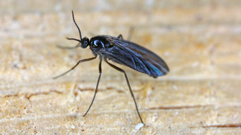 Fungus gnat close-up