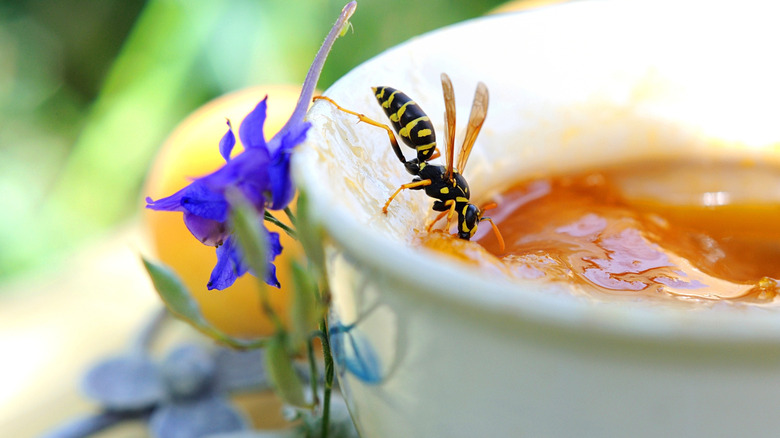 A wasp feasting on some jam in a small cup