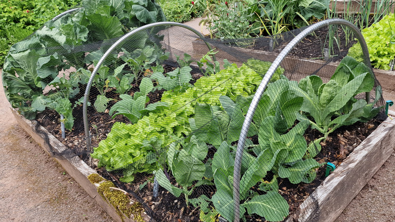 A garden cloche system made of hoops and wires