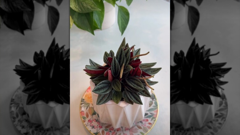 A plant on a drip plate made from Dollar Tree items