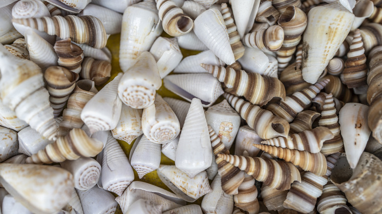 Clusters of seashells