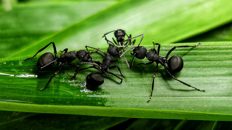 black ants on a leaf