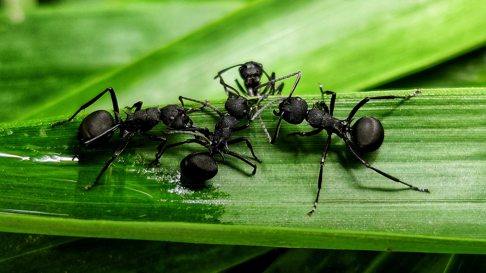 Use Dormant Oil To Keep Ants Away From Your Property