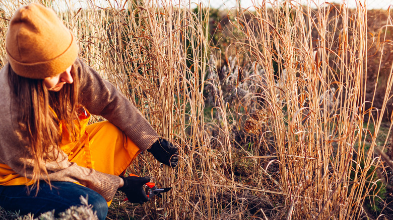 A woman uses pruners to harvest dried wild grass growing in a meadow.