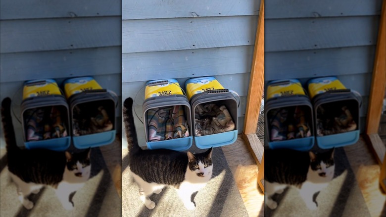 Black and white cat standing in front of two wall-mounted cat beds made from empty litter buckets
