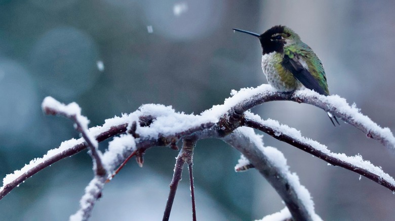 Hummingbird perched on snow covered branch
