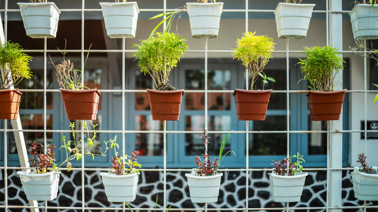 Herbs hang in flower pots secured on a grid-like trellace outside of a home.