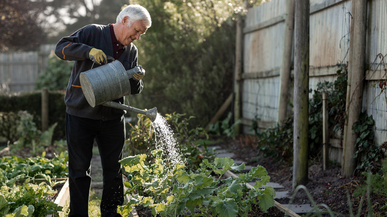 Man watering garden beds