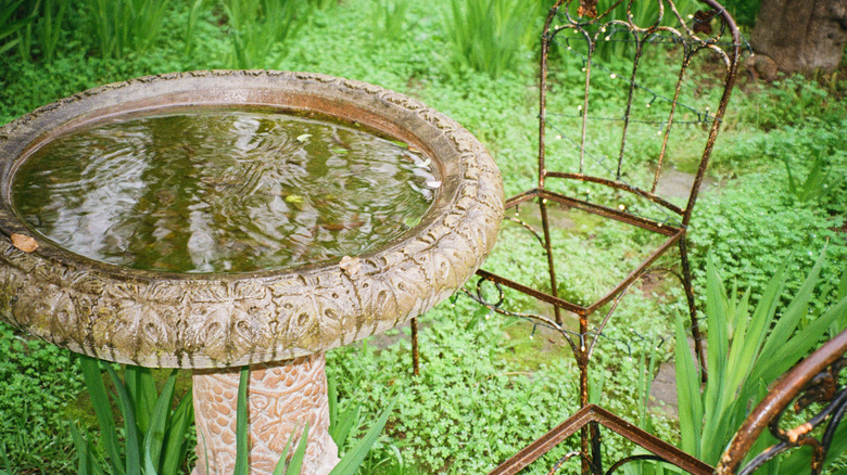 A large concrete bird bath with still water beside two rusted chairs.