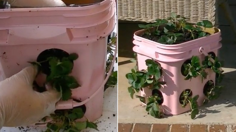 A person pushes strawberry plants and soil into holes drilled into the side of a large pink kitty litter bucket.