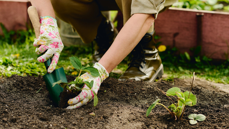 A woman wearing gloves plants strawberry seedlings in a garden bed using a trowel.