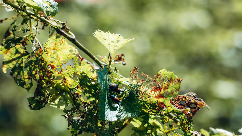 Japanese beetles munching their way through leaves on a plant