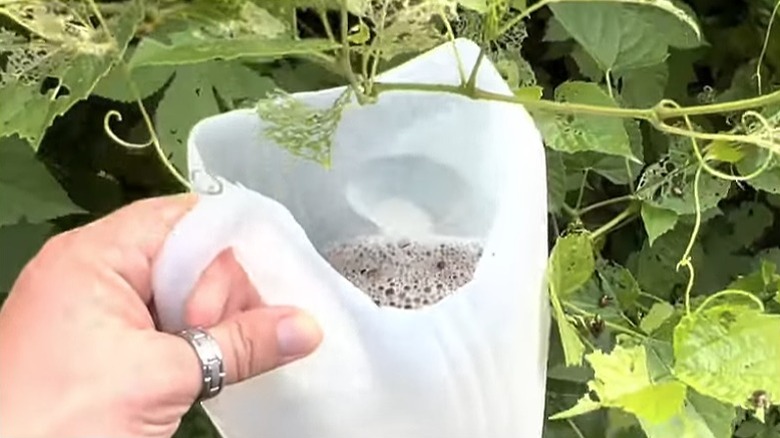 Close up of a beetle trap made from an old milk jug