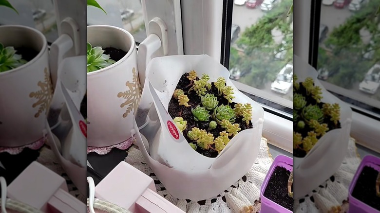 A screenshot of a TikTok, showing succulents growing in a plastic milk jug that's been cut in half.