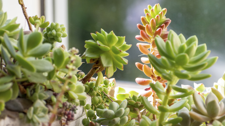 An assortment of succulents growing next to a window.