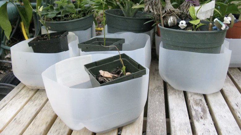 Milk jugs cut into drip plates for houseplants.
