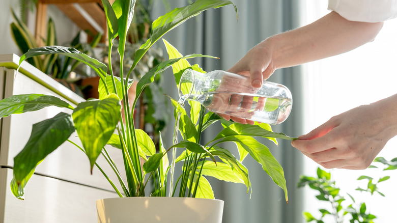 A person waters a houseplant with a glass bottle.