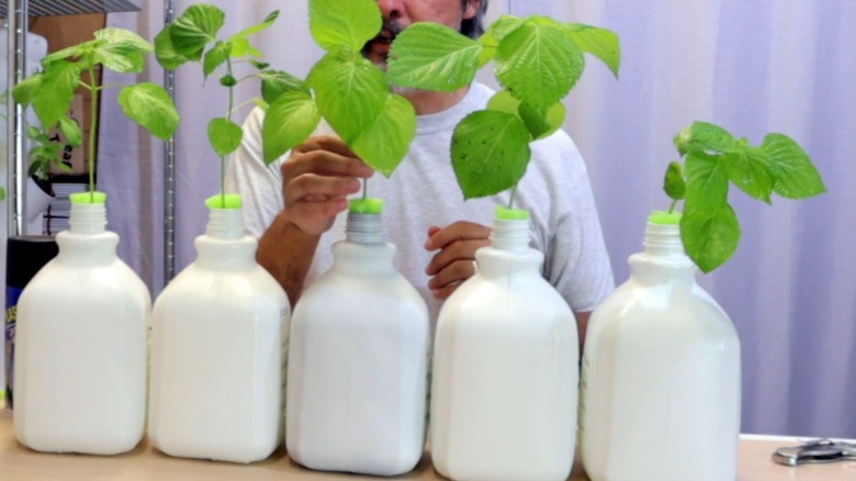 Green leafy plants inside five white milk jugs