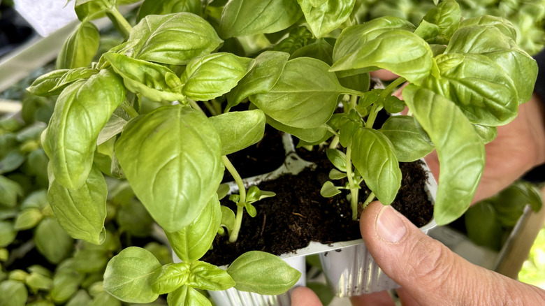 Small basil seedlings growing inside a foil container