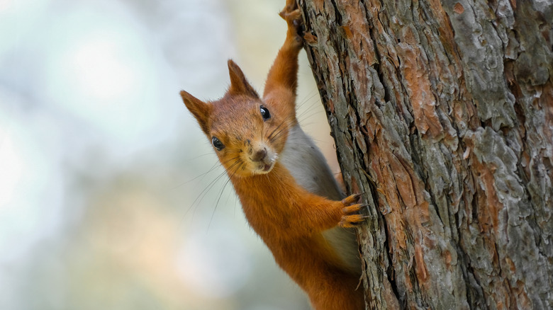 close up of a squirrel hanging on the side of a tree