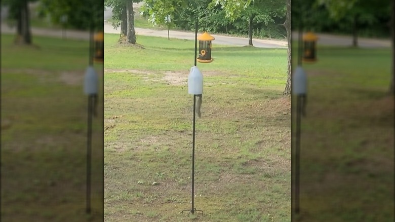 A squirrel attempting to climb a bird feeder pole fitted with a plastic jug deterrent