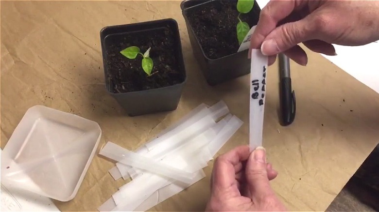 Hands holding a garden tag made from a plastic milk jug cut into strips.