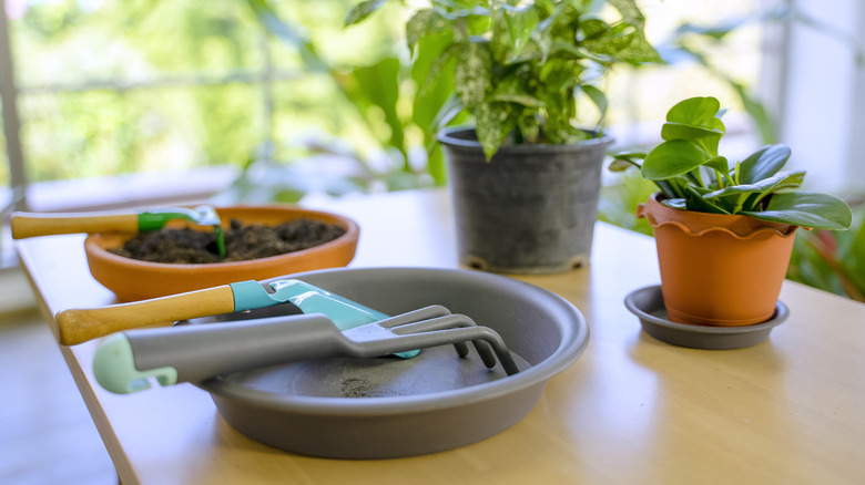 Planters and plant saucers on a table