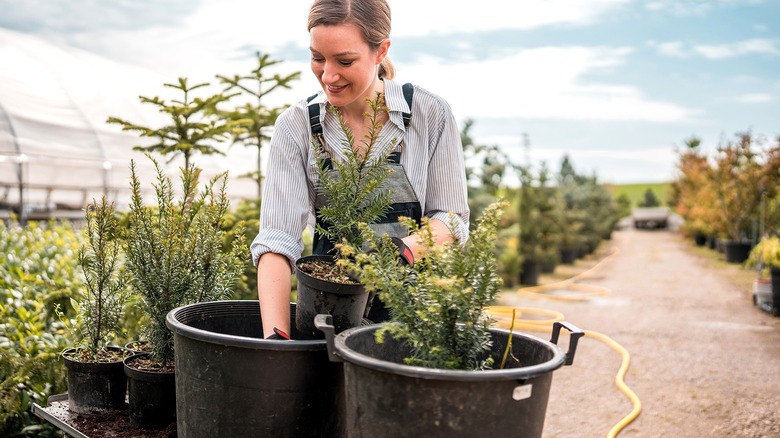Person smiling while adding dirt from a large black nursery pot to a smaller black nursery pot