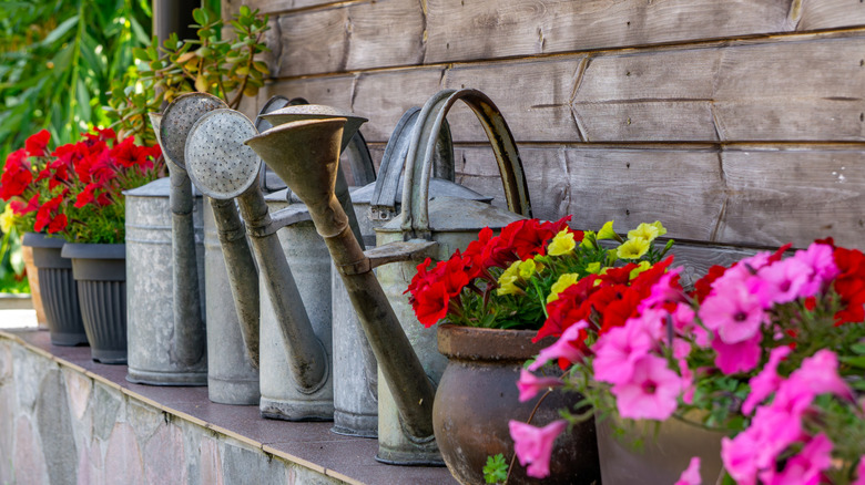 row of old metal watering cans in garden