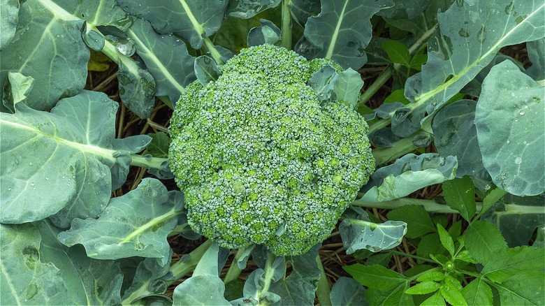 Broccoli head in a garden