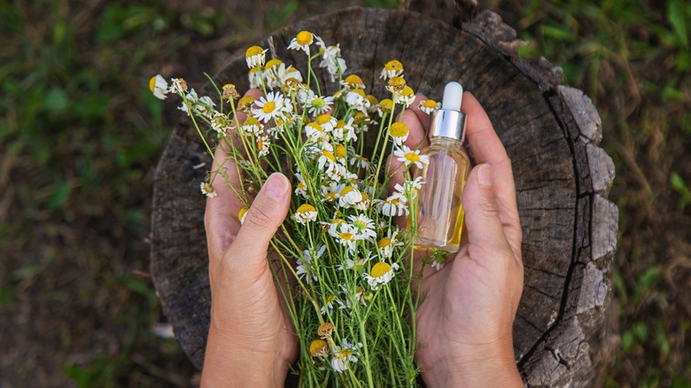 Hands holding chamomile flowers and essential oil bottle