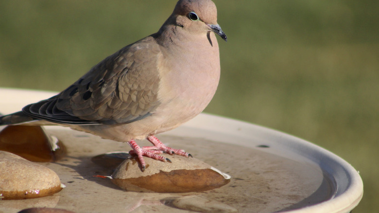 Mourning dove perched on rocks in a bird bath